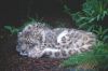 Snow Leopard, Edinburgh Zoo